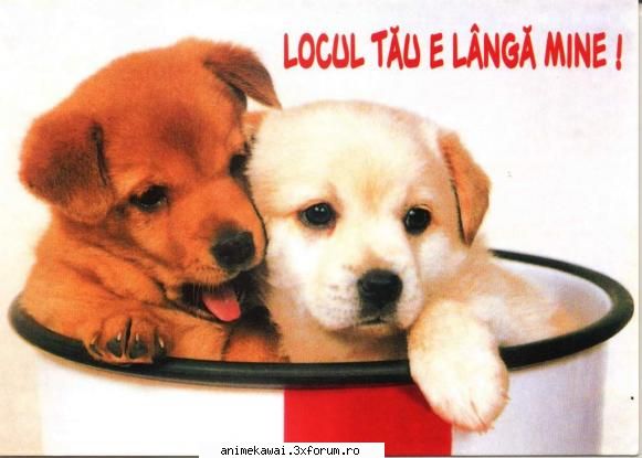 poze animale