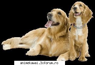 poze animale