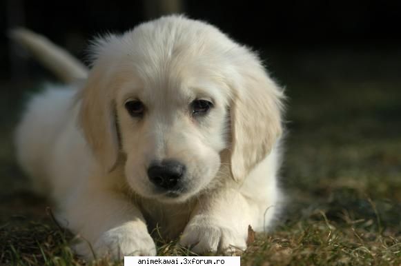 poze animale
